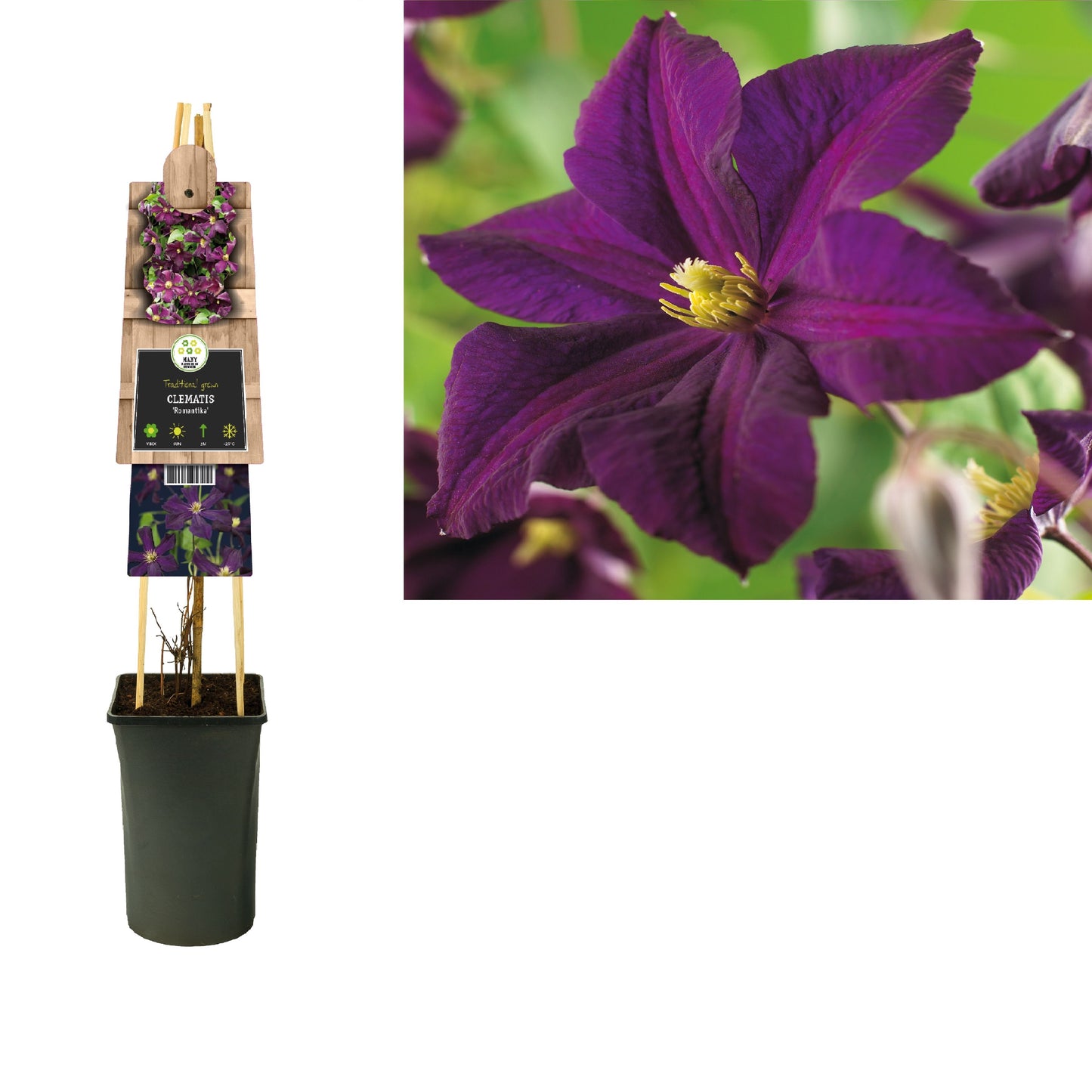 Clematis jac. Romantika 75cm 17cm Pot