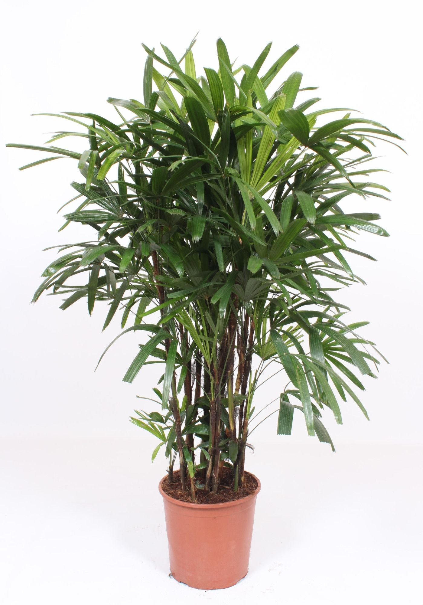 Rhapis excelsa 160cm 30cm Pot