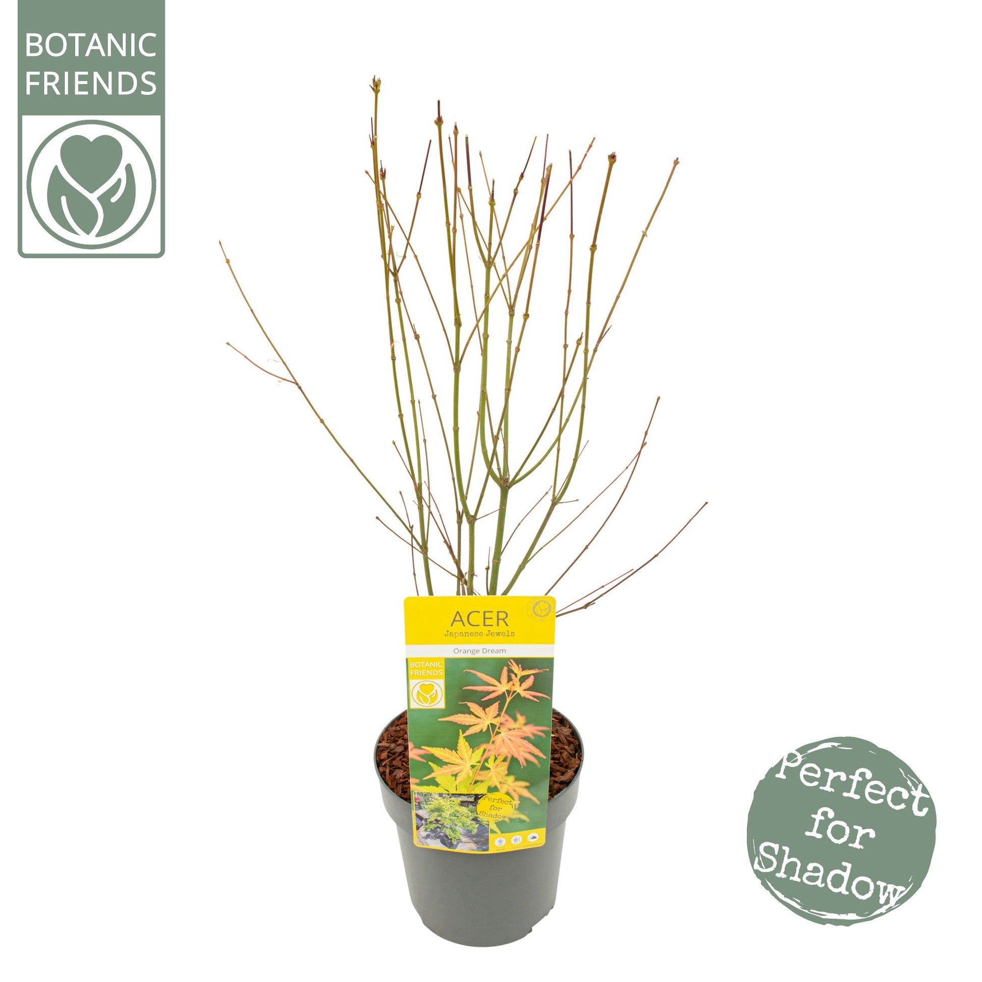 Acer palm. Orange Dream 65cm 19cm Pot