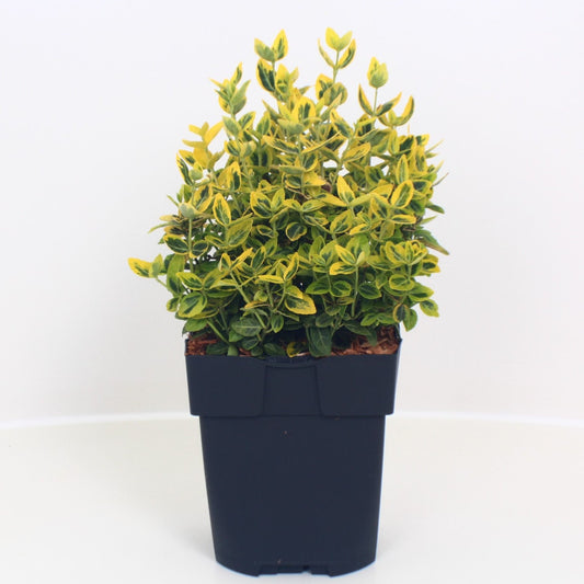 Euonymus Emerald & Gold 40cm 17cm Pot