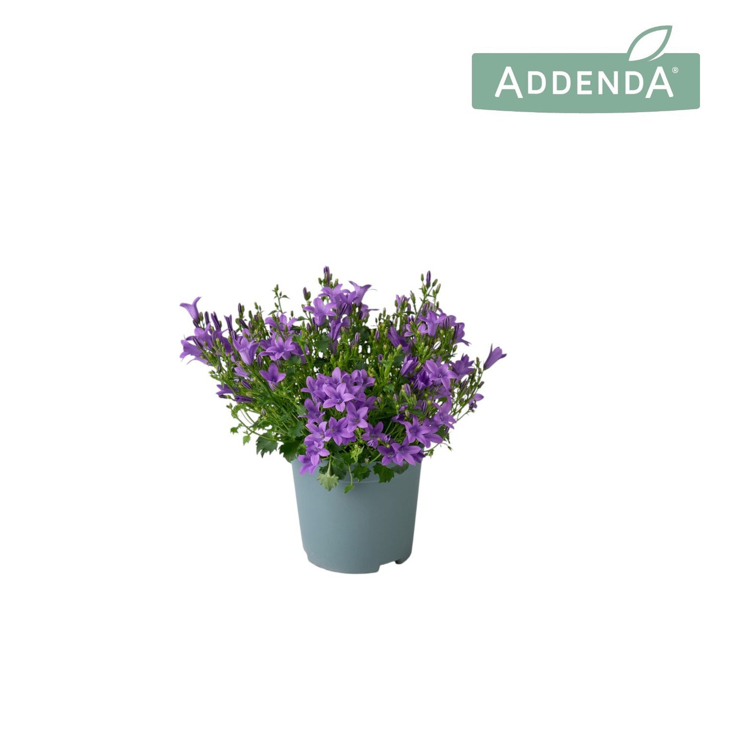 Campanula Ambella Intense purple 17cm 10.5cm Pot