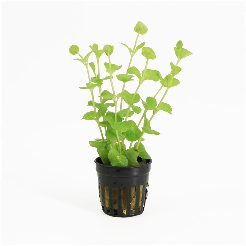 Lysimachia hybrid 10cm 5cm Pot