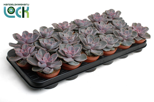 Echeveria Perle von Nuernberg 15cm Special Pot (508)