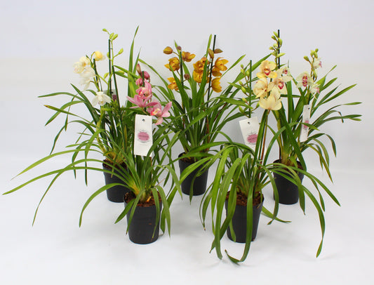 Cymbidium Piccobello mix 60cm 14cm Pot