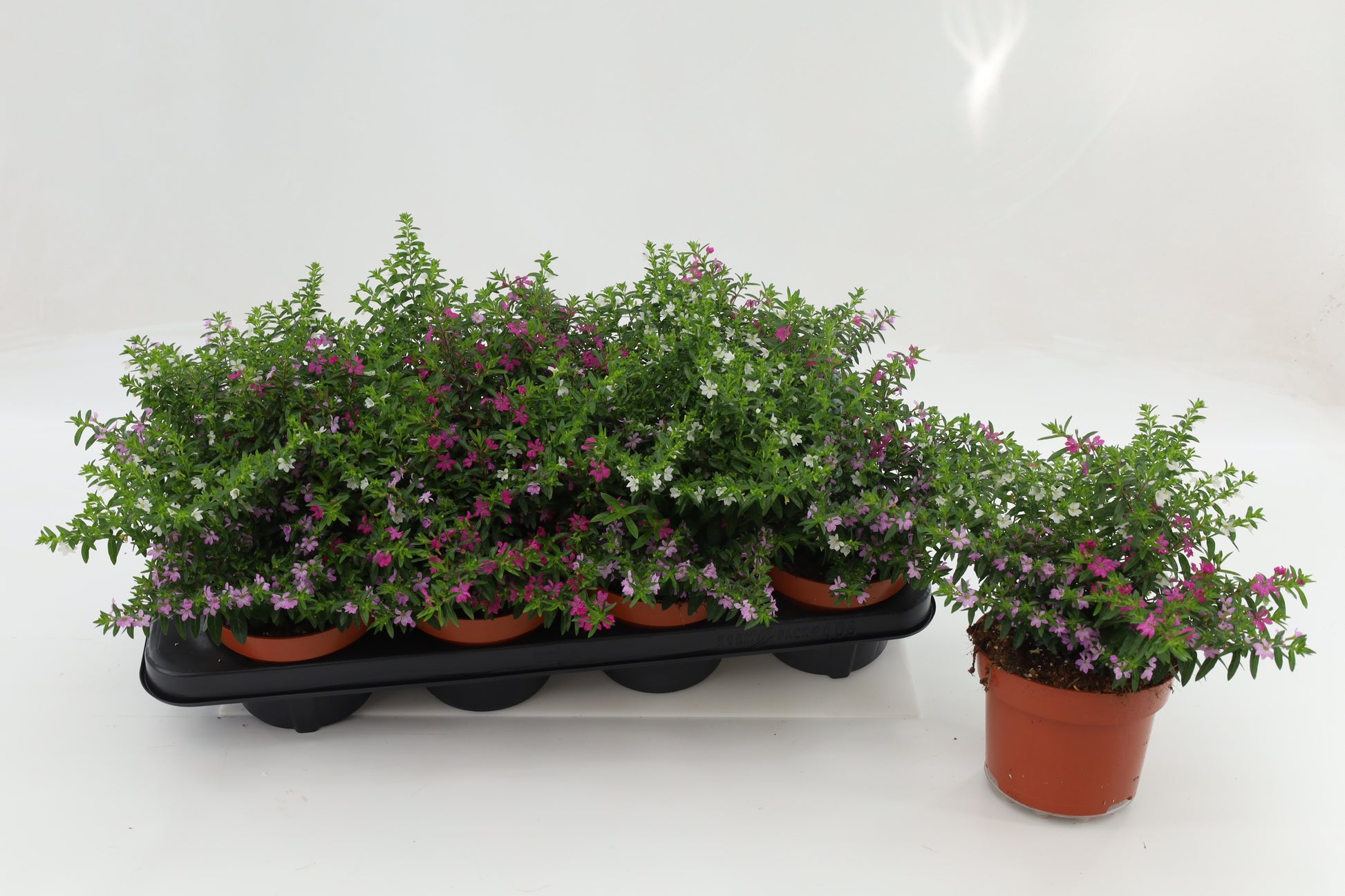 Cuphea hys. trio 17cm 13cm Pot