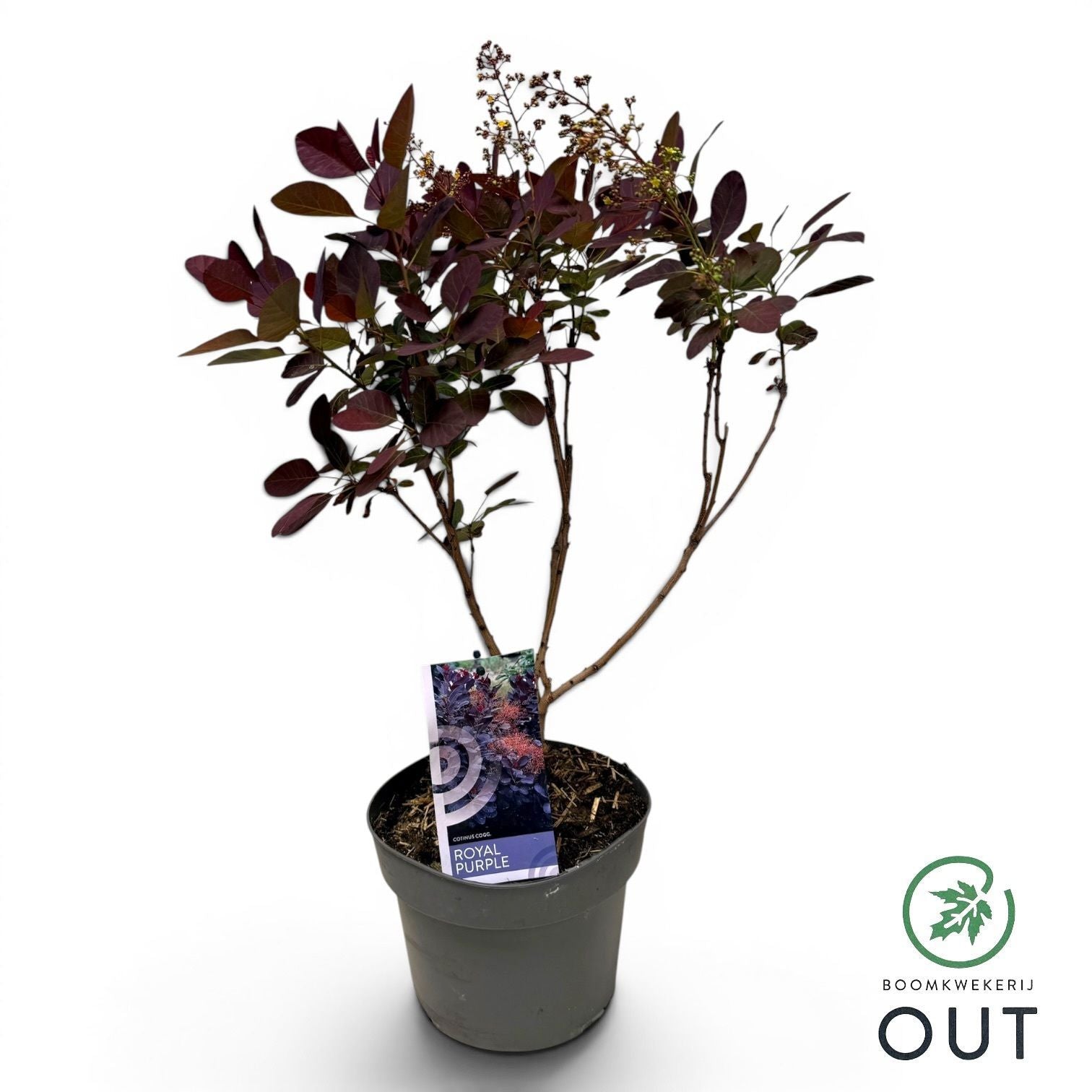 Cotinus cog. Royal Purple 999cm 19cm Pot