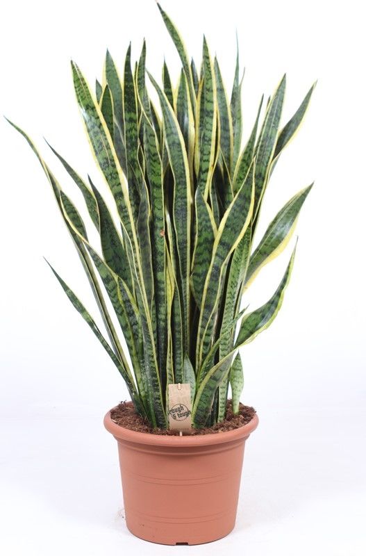 Sansevieria Laurentii 110cm 35cm Pot