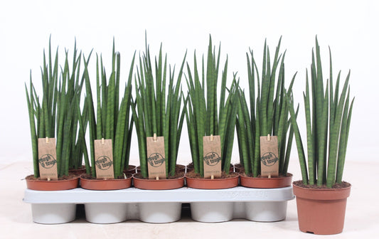 Sansevieria bacularis Mikado 40cm 12cm Pot