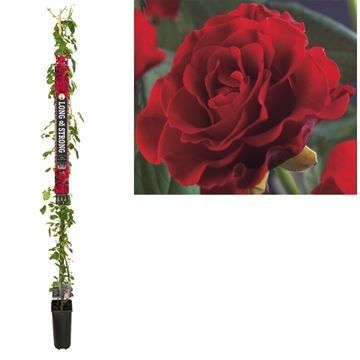 Rosa Paul Scarlet Climber 210cm 23cm Pot