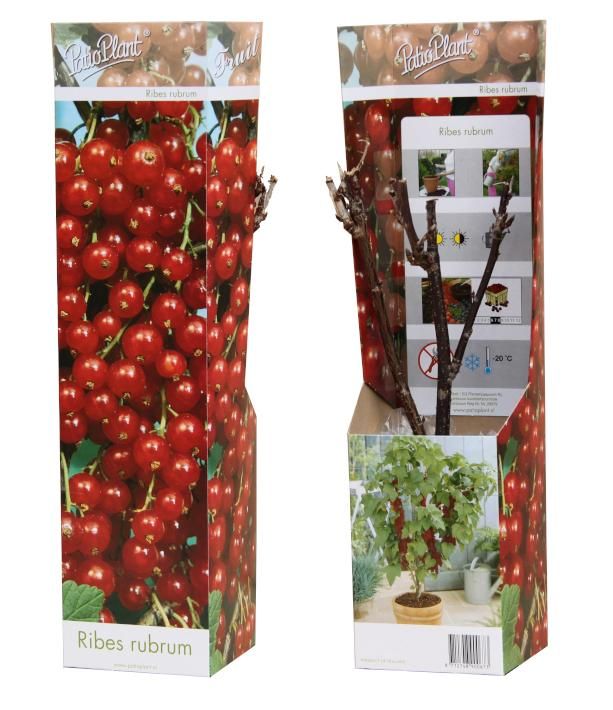 Fruit/Shrub Climber mix 32cm 9cm Pot