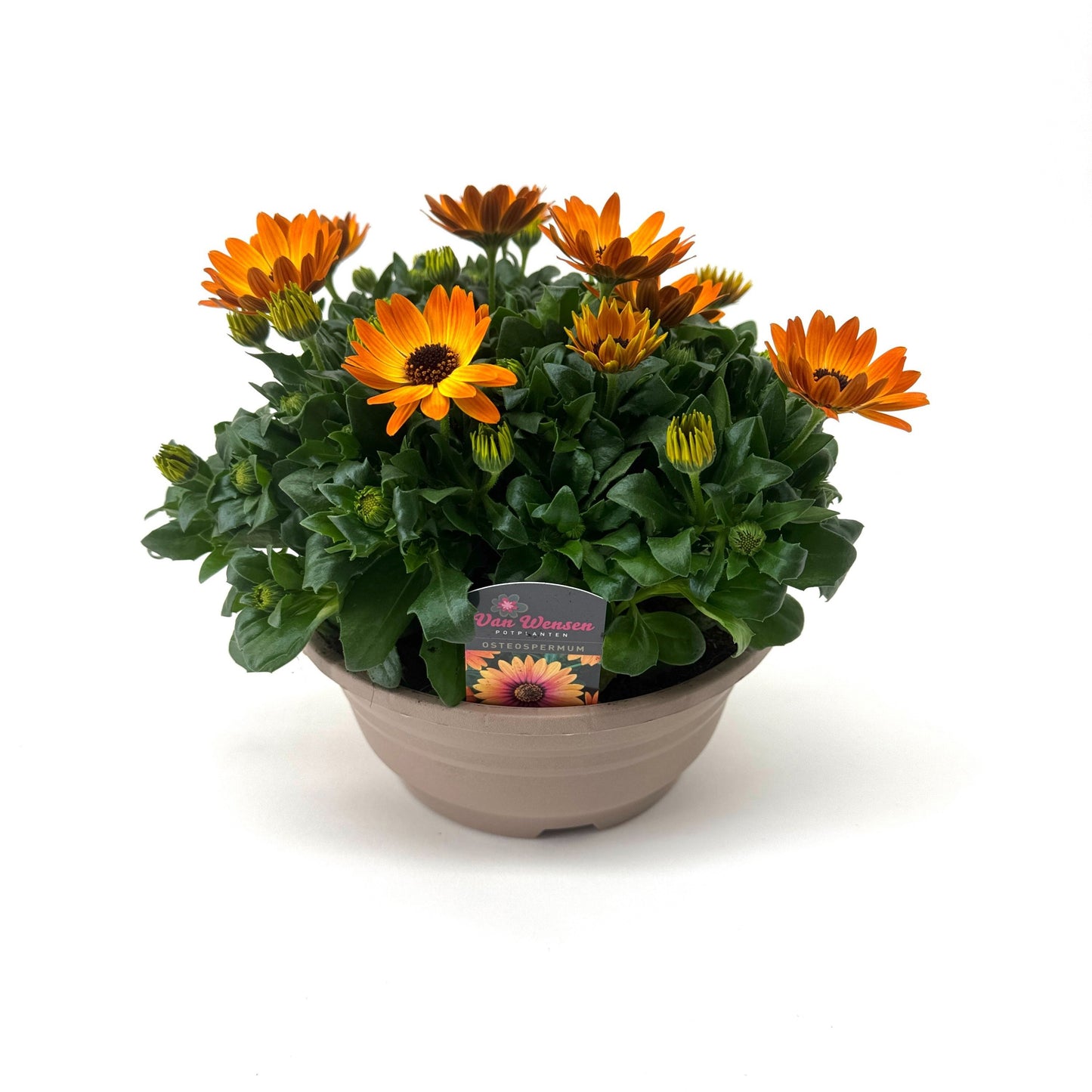 Osteospermum Margarita Orange Flare 24cm 21cm Pot