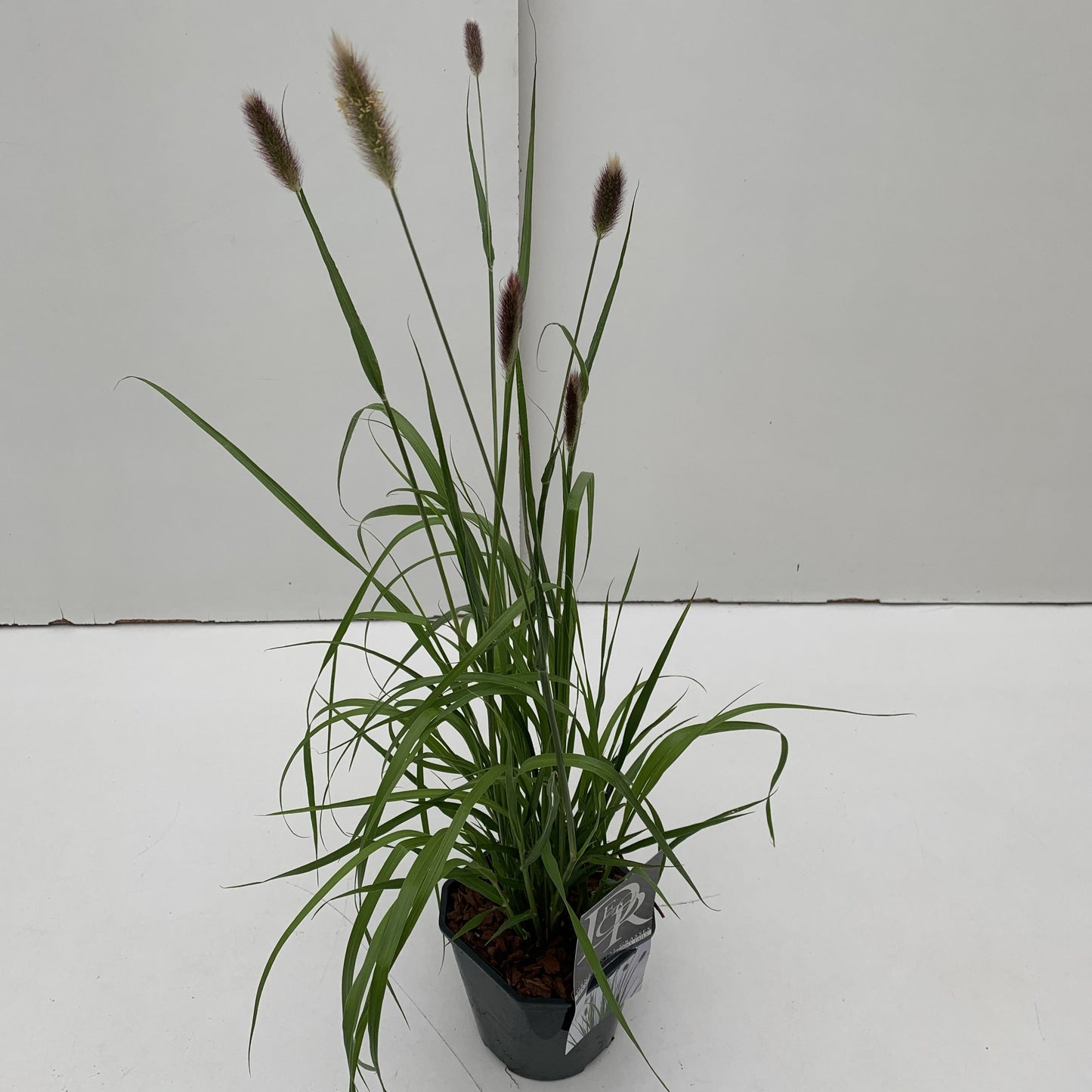 Pennisetum mass. Red Bunny Tails 40cm 17cm Pot