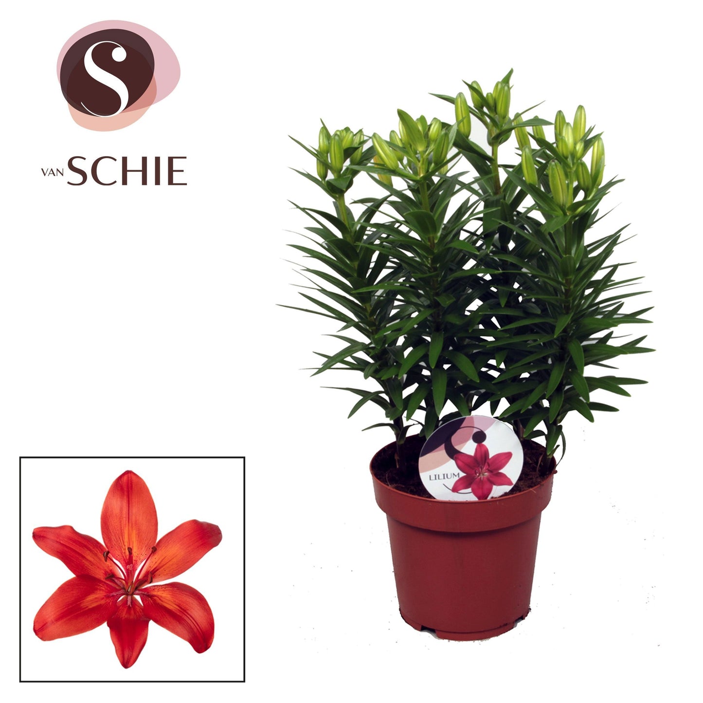 Lilium az. Red Matrix 45cm 19cm Pot