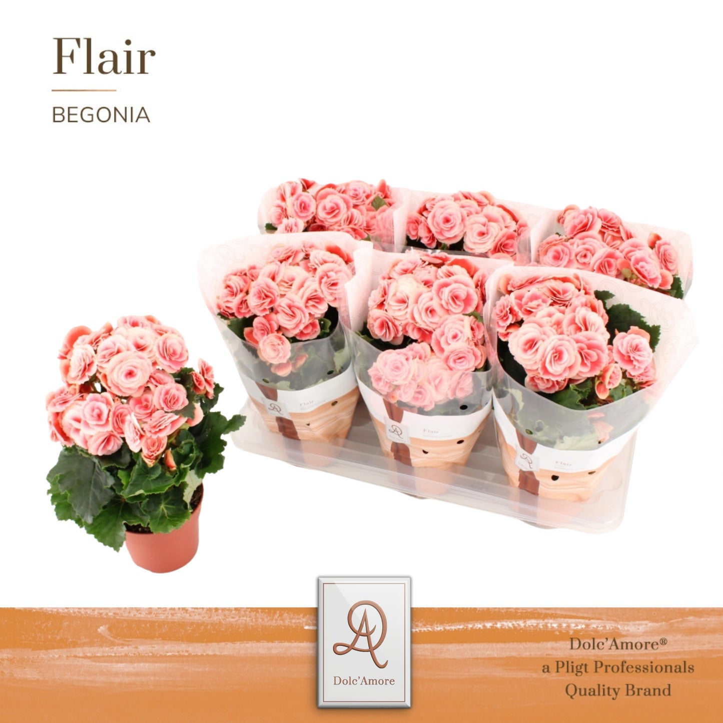 Begonia Borias 31cm 14cm Pot
