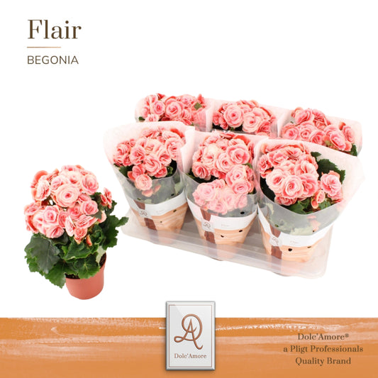 Begonia Borias 31cm 14cm Pot