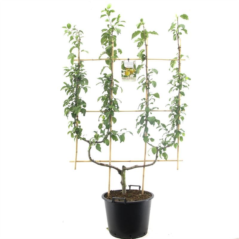 Prunus Mirabelle de Nancy 150cm 45cm Pot