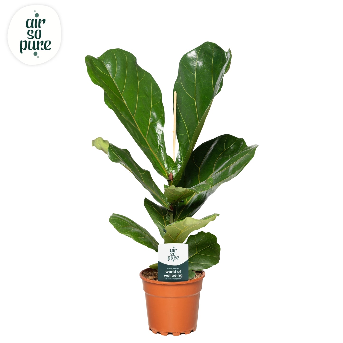 Ficus lyrata 75cm 17cm Pot