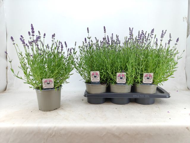 Lavandula 50cm 17cm Pot
