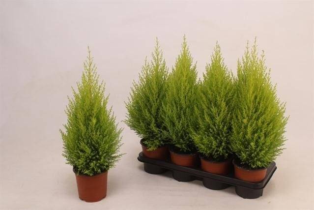 Cupressus Goldcrest Wilma 55cm 14cm Pot