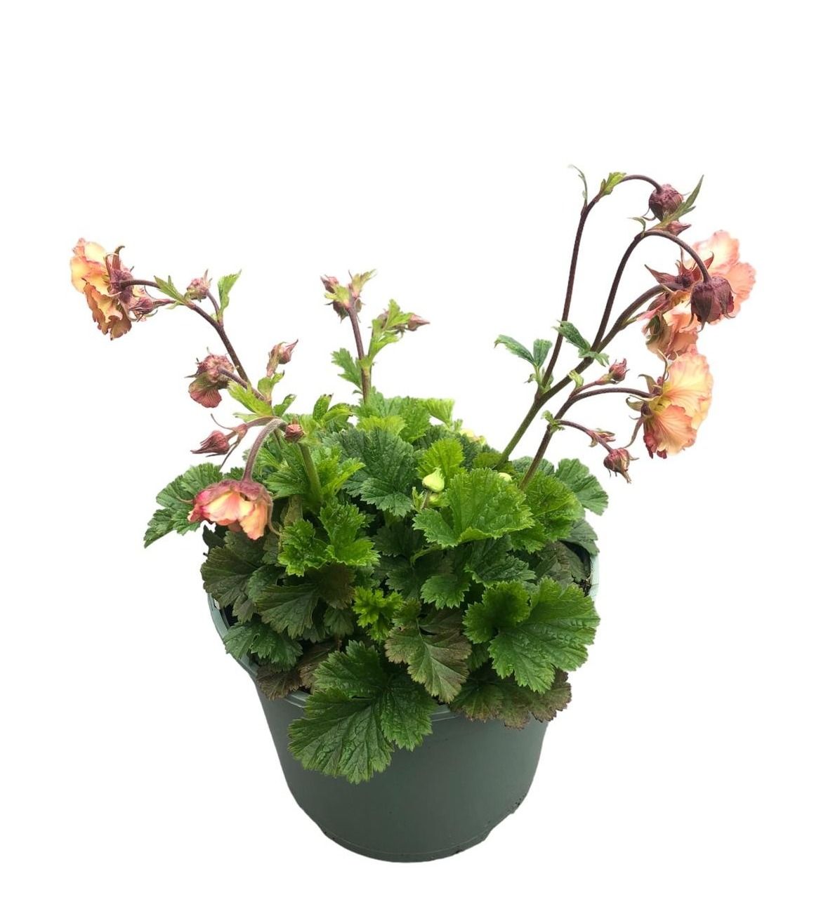 Geum rivale 35cm 17cm Pot