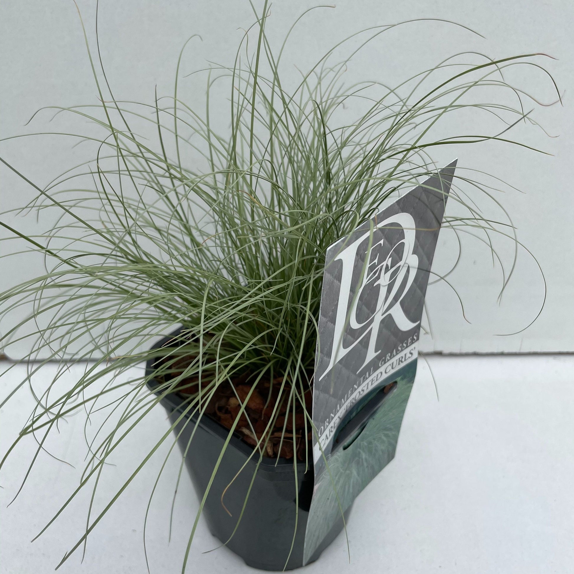 Carex coman Frosted Curls 25cm 13cm Pot