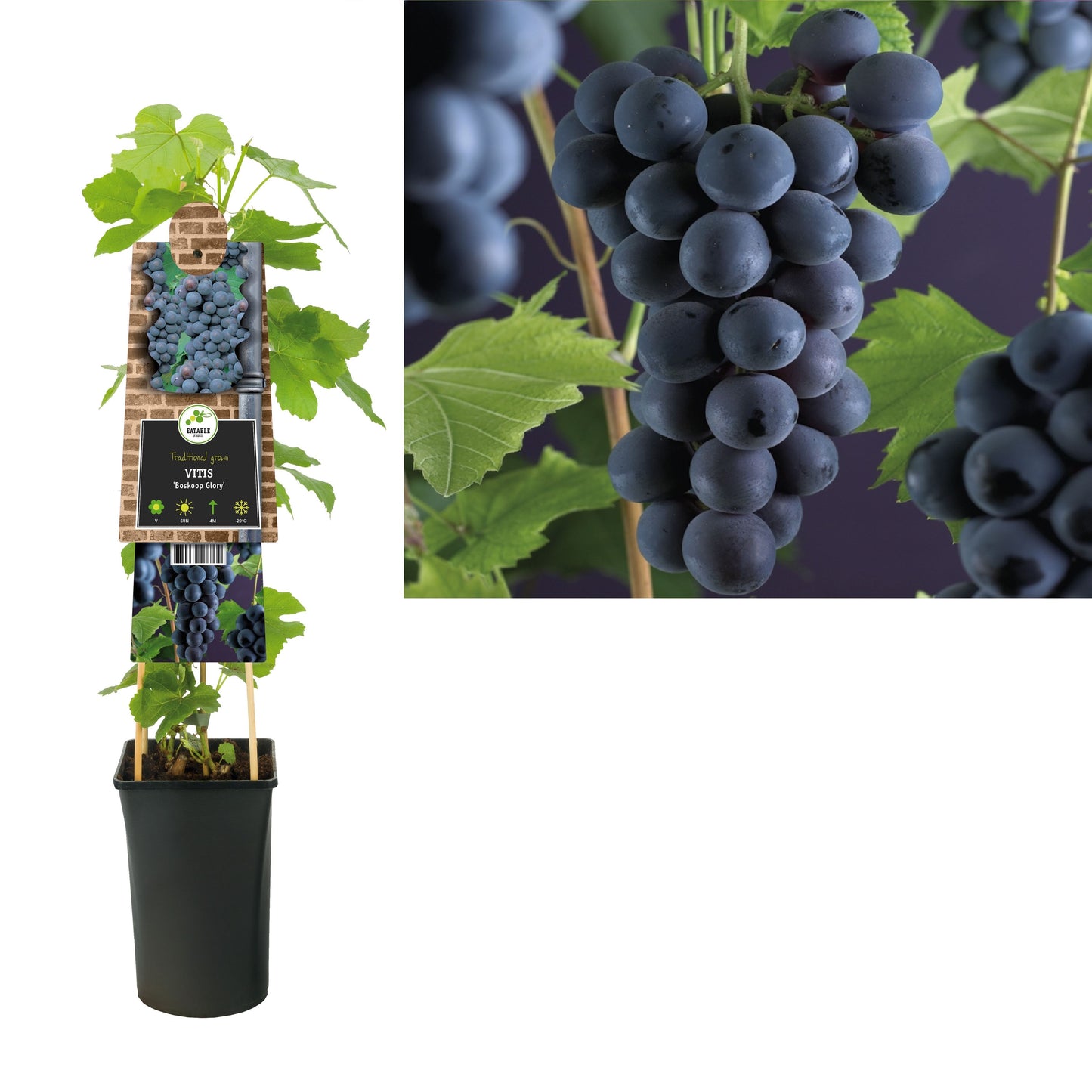 Vitis Boskoop Glory (Black Grape) 75cm 17cm Pot