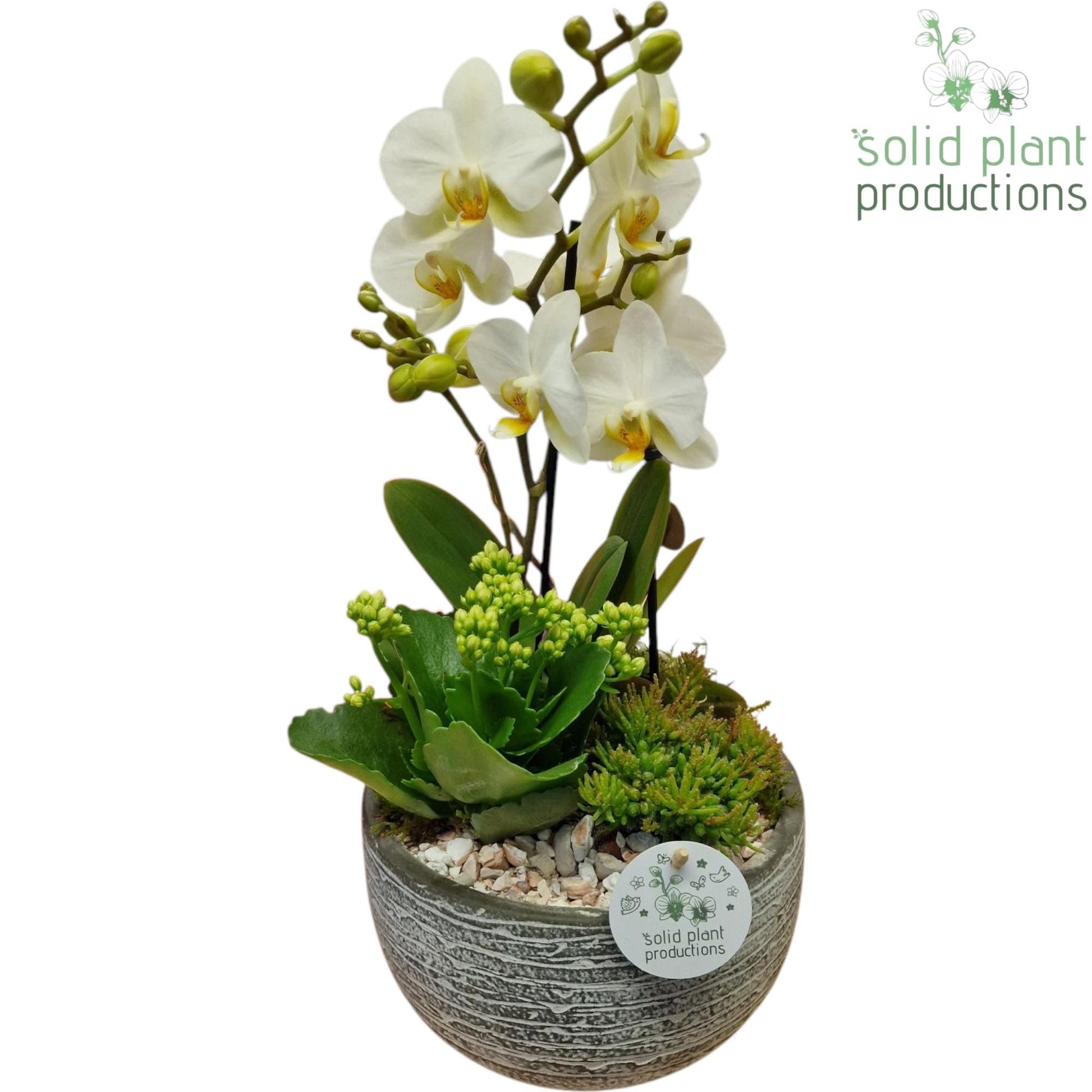 arr. Phalaenopsis PH051W 45cm 21cm Pot