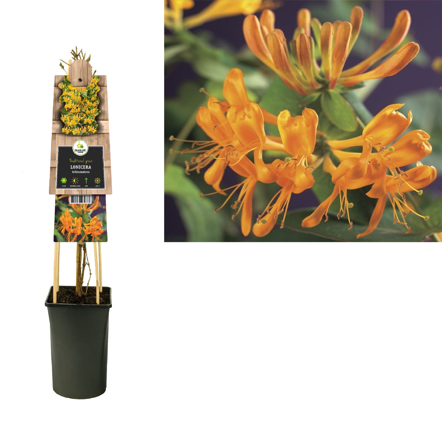 Lonicera tellmanniana 75cm 17cm Pot