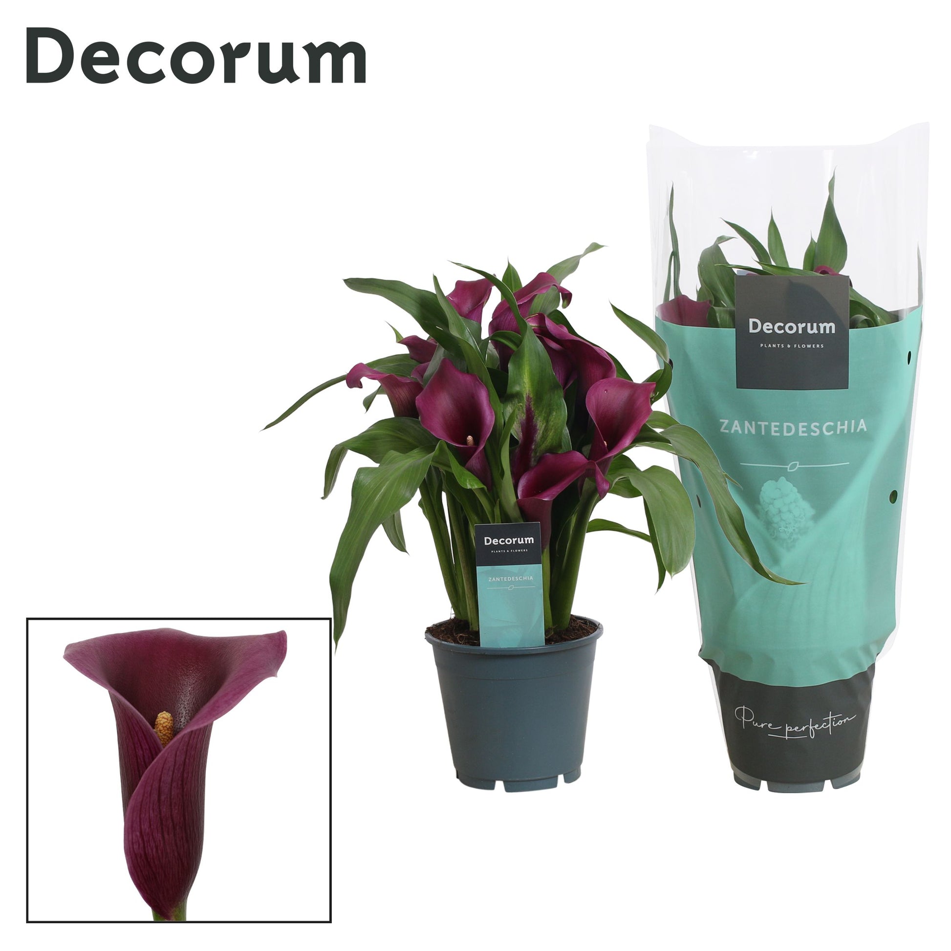 Zantedeschia Paco 40cm 14cm Pot