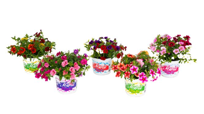 Calibrachoa Trio Bells 17cm 12cm Pot
