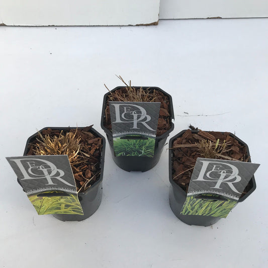 Hakonechloa macra mix 25cm 17cm Pot