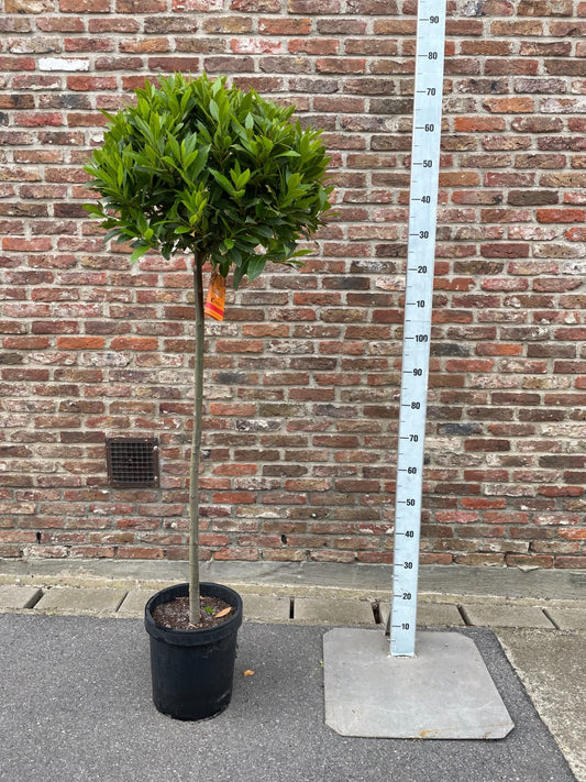 Laurus nobilis standard 170cm 25cm Pot
