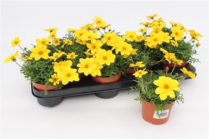 Bidens Compact 15cm 510cm Pot
