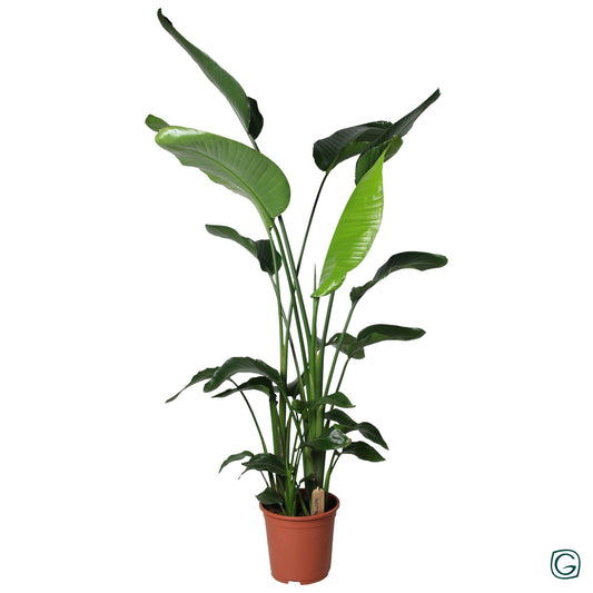 Strelitzia nicolai 140cm 27cm Pot