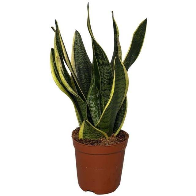 Sansevieria Futura Superba 35cm 12cm Pot