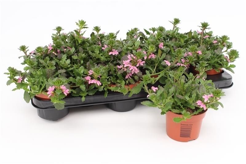 Scaevola Surdiva Pink Blue 17cm 510cm Pot