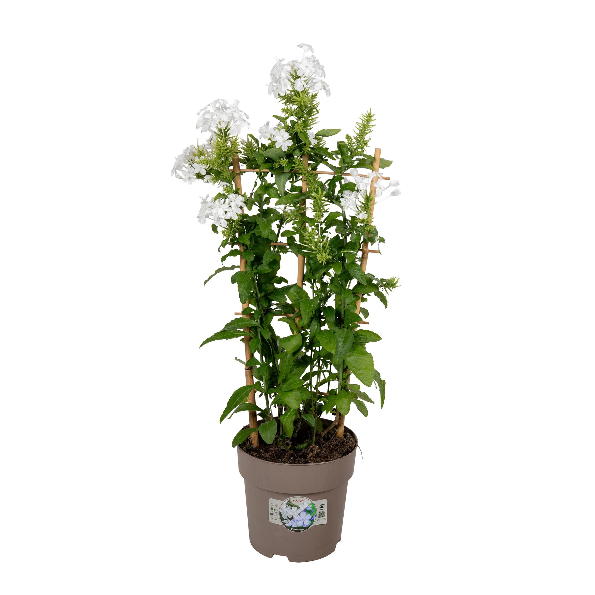 Plumbago aur. white on trellis 70cm 19cm Pot