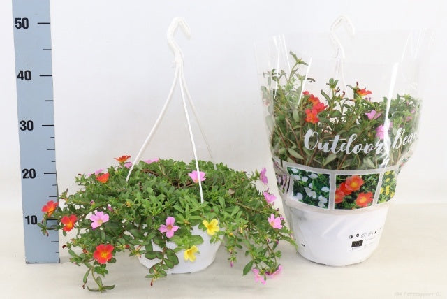 Portulaca carnaval 40cm 25cm Pot