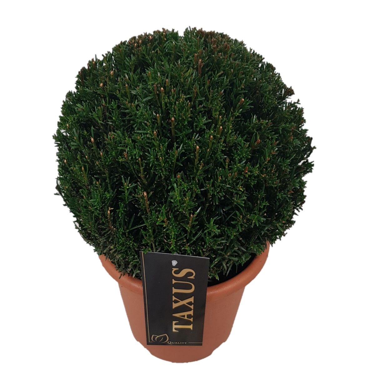 Taxus baccata ball 25cm 20cm Pot