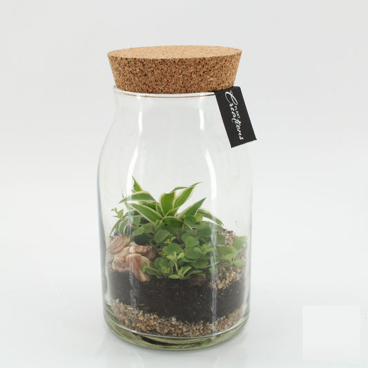 Indoor green arrangement 25cm 15cm Pot