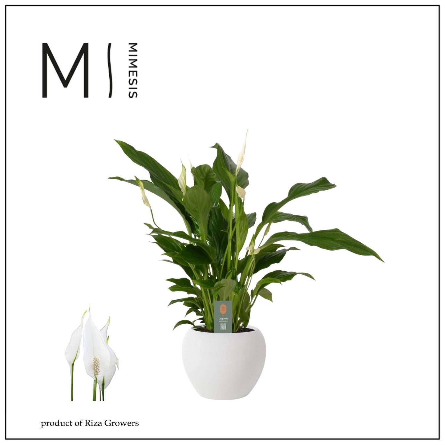 Spathiphyllum Strauss in white ball pot 50cm 13cm Pot
