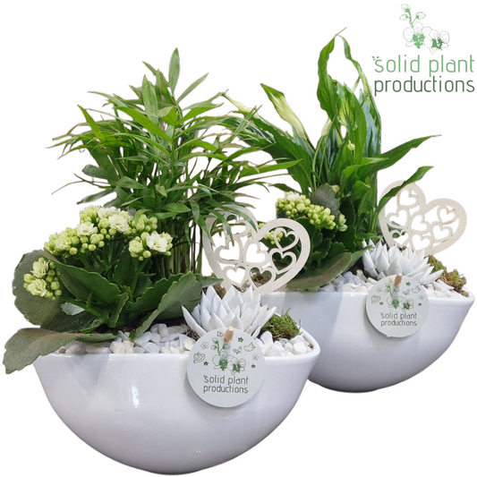 arr. Kamerplanten SCE005 WV 35cm 22cm Pot