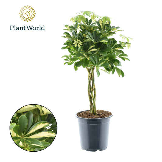 Schefflera Gold Capella braided 70cm 21cm Pot