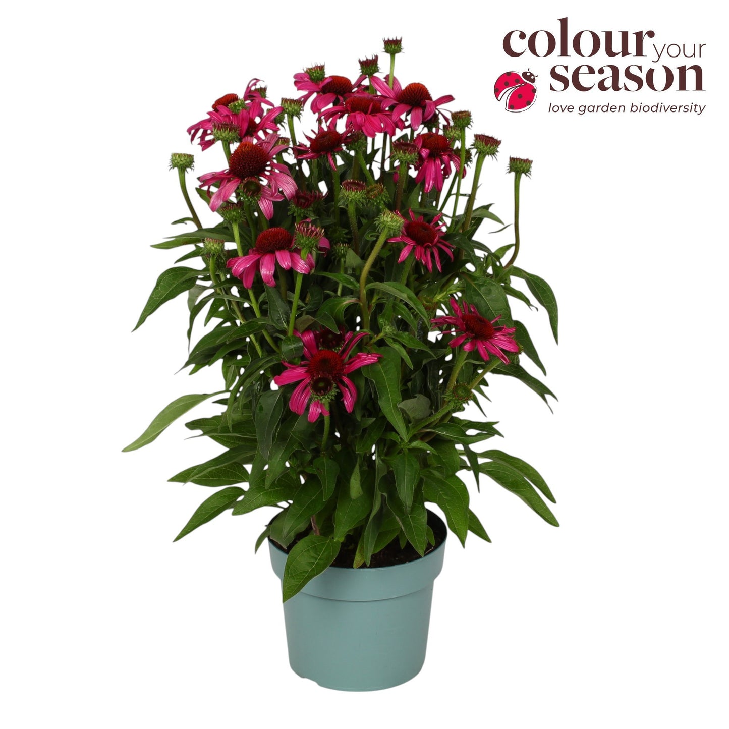 Echinacea sun. Intans Yellow 45cm 19cm Pot