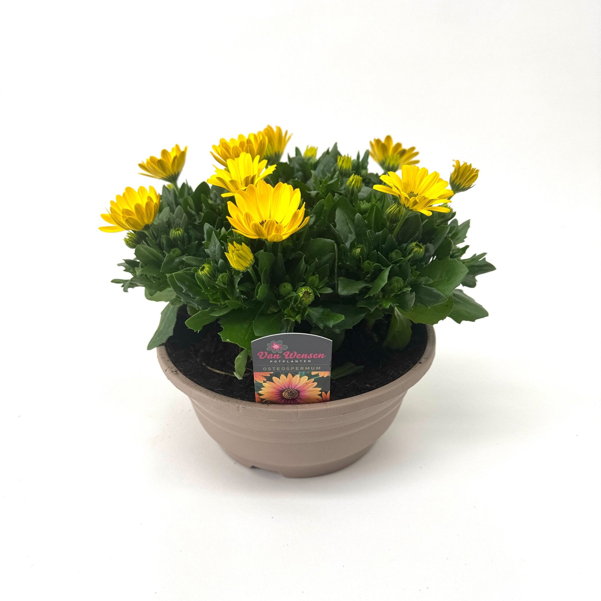 Osteospermum Margarita Yellow 24cm 21cm Pot