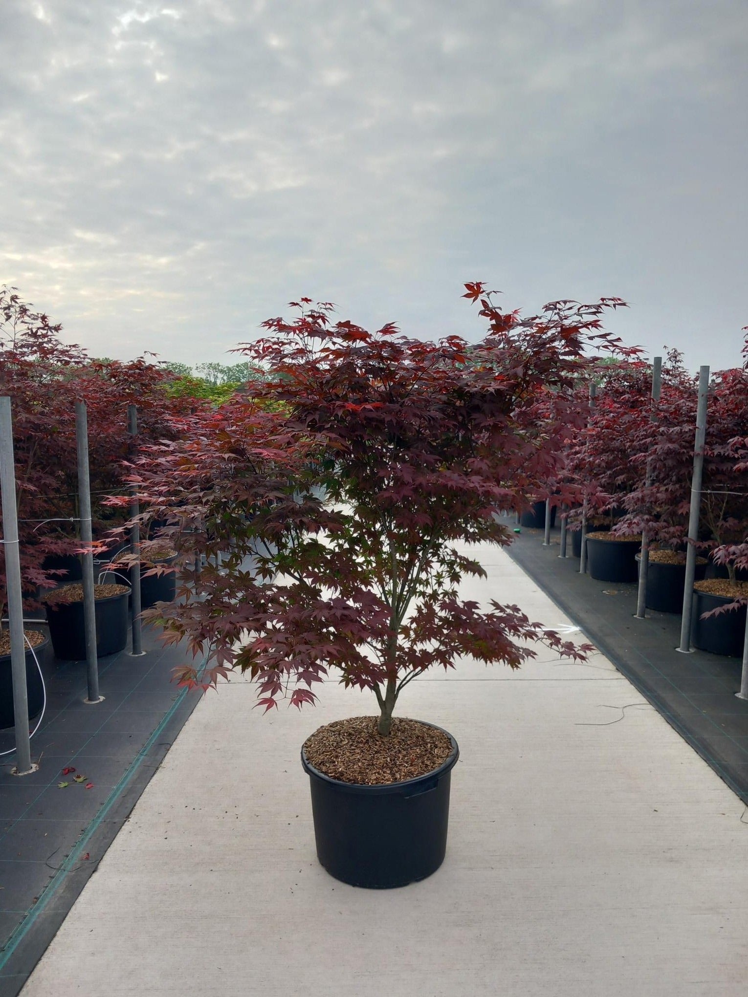 Acer palm. Atropurpureum 160cm 50cm Pot