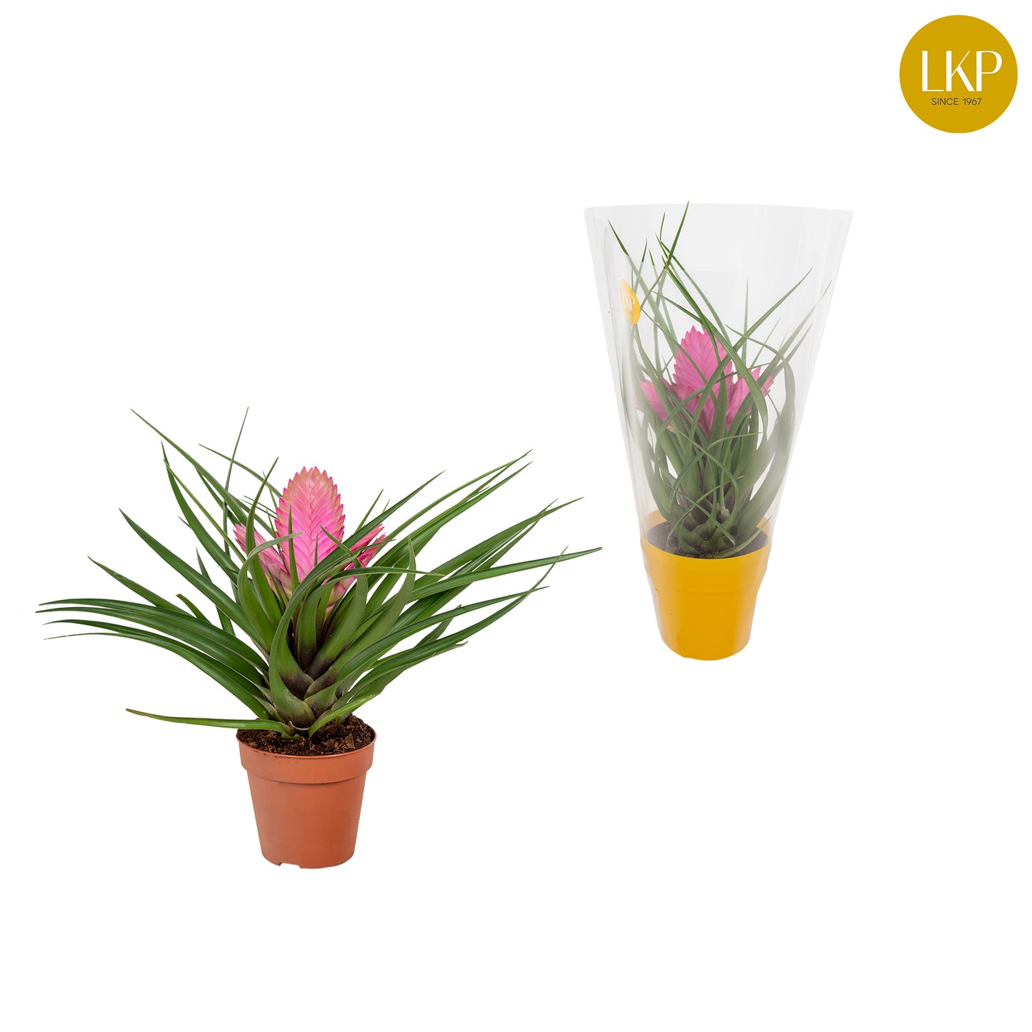 Tillandsia Josée 30cm 10.5cm Pot