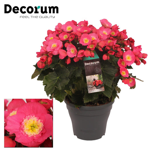 Begonia el. Belove Rose 35cm 19cm Pot