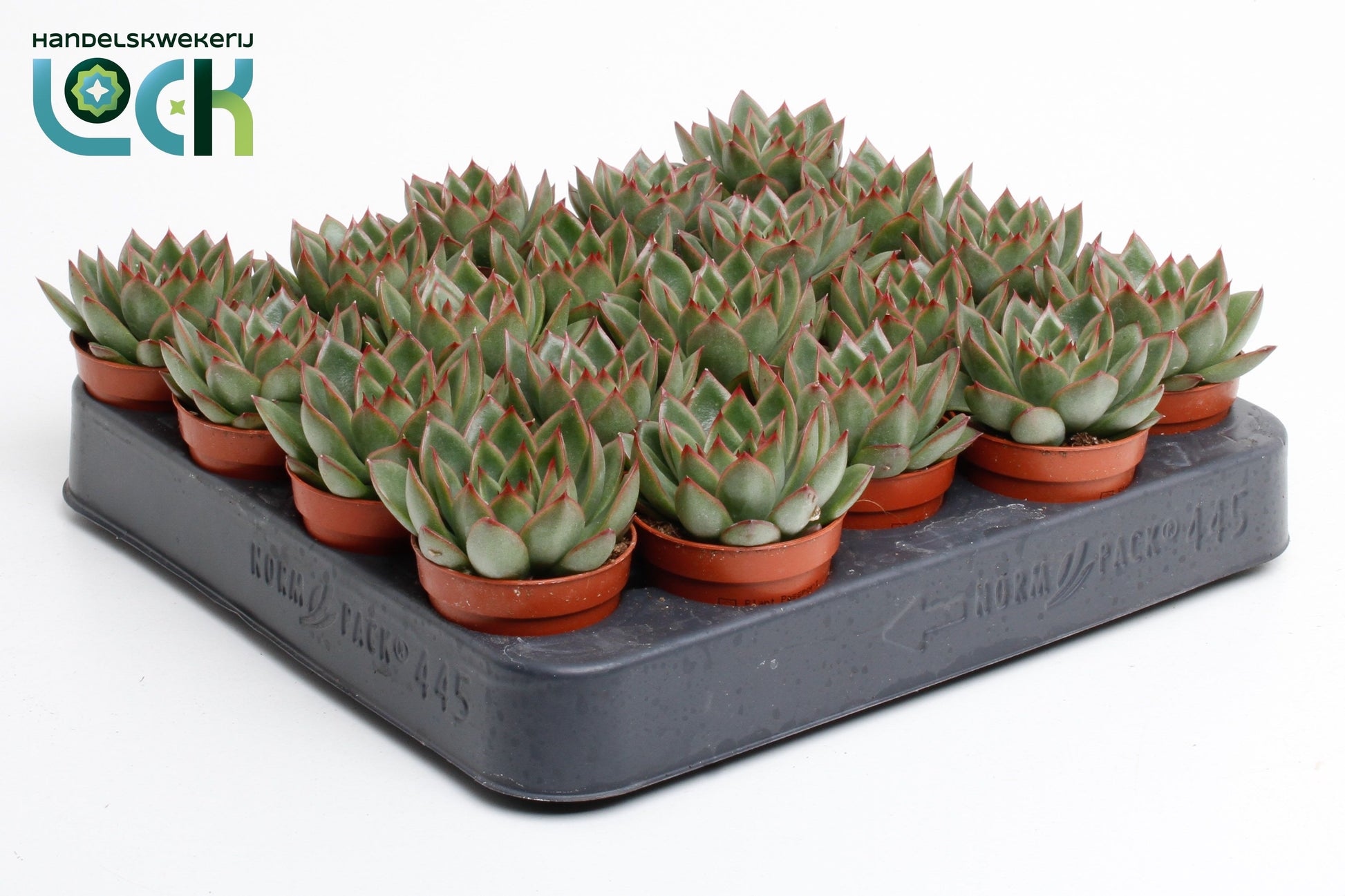 Echeveria agavoides 10cm 505cm Pot