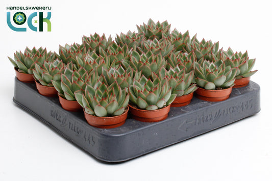 Echeveria agavoides 10cm 505cm Pot